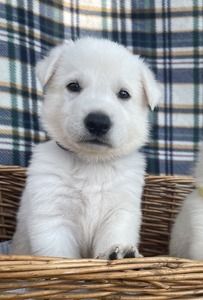 Charlie (Black Collar)