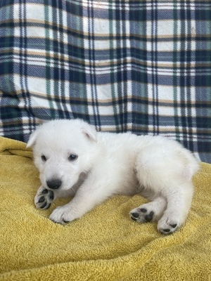 Stubbs (Light Blue Collar)