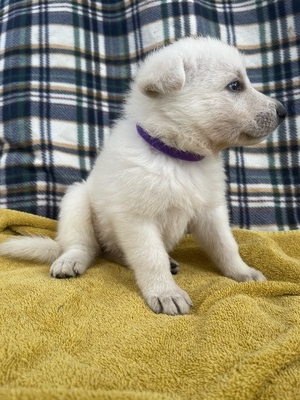 Dixie (Purple Collar)