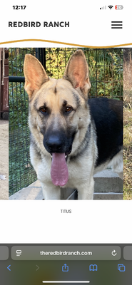 Bullet (Masters Creek Titus of Maverick)