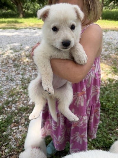 Willow