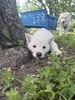 Holly