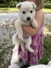 Willow
