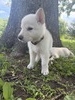 Alder